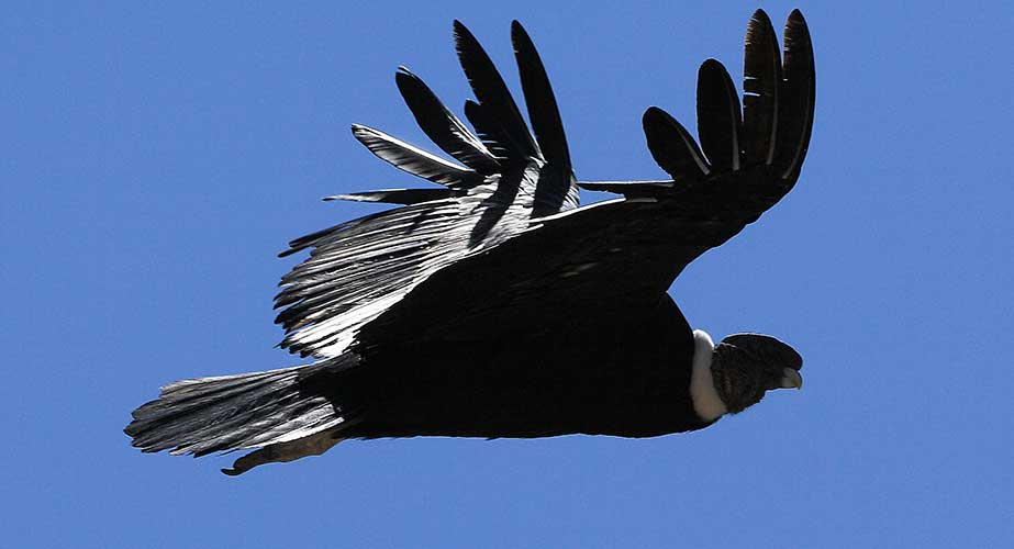 Day 6: COLCA CANYON / FLOGHT OF  THE CONDORS/ PUNO