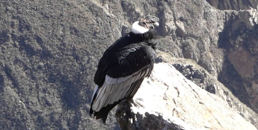 Day 8: COLCA CANYON / FLIGHT OF  THE CONDORS/ PUNO