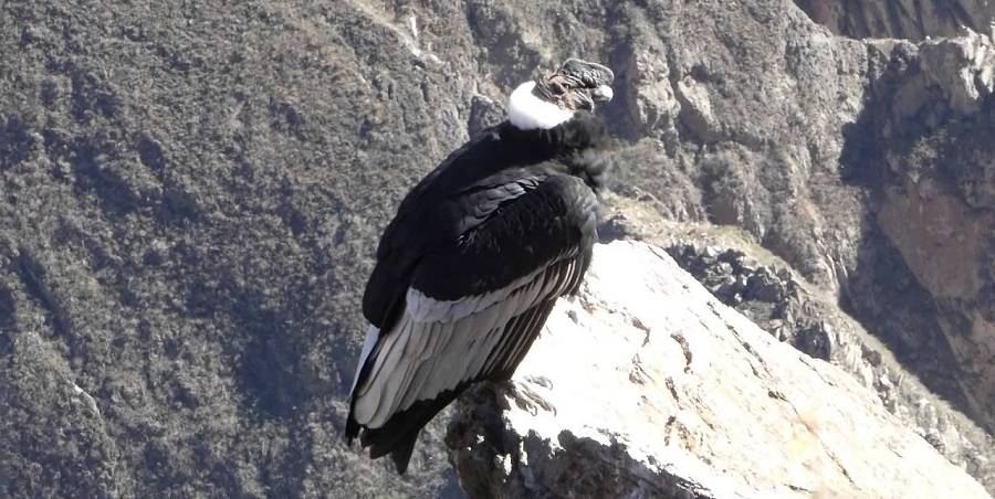 Day 8: COLCA CANYON / FLIGHT OF THE CONDORS/ PUNO Day 8: COLCA CANYON / FLIGHT OF THE CONDORS/ PUNO