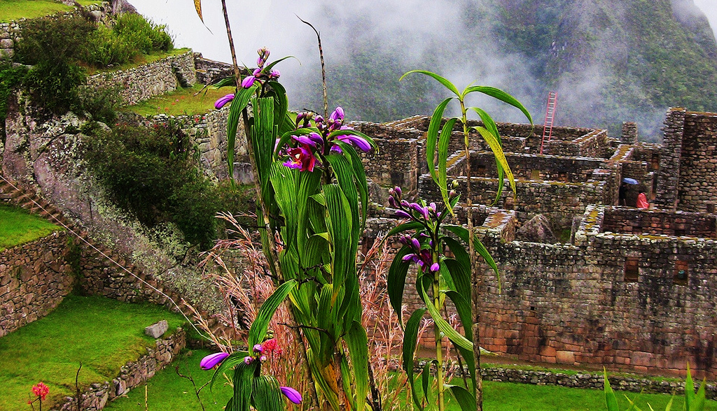 Day 4: Trekking “Wiñayhuayna – IntiPunku & Machupicchu guided Tour ” Day 4: Trekking “Wiñayhuayna – IntiPunku & Machupicchu guided Tour ”